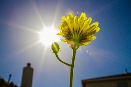 Nature wildflower flower sun Photo