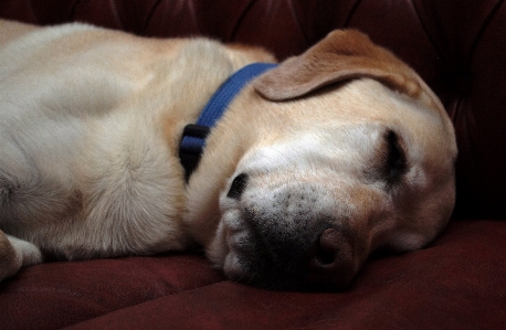 Foto Labrador amarelo cachorro dormindo