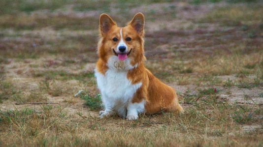 Welshcorgi corgi puppy pup Photo