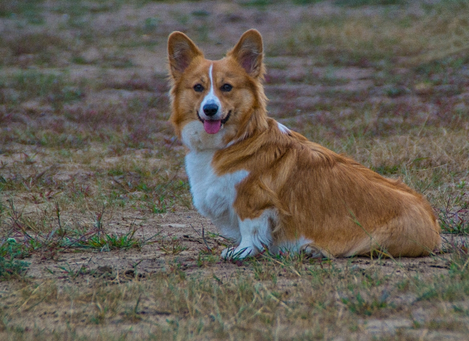 Welshcorgi corgi puppy pup