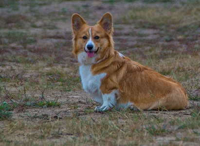 Welshcorgi corgi puppy pup Photo