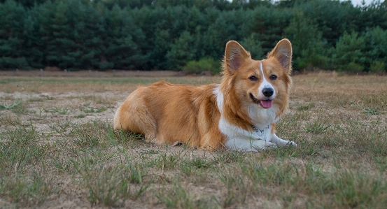 Welshcorgi corgi puppy pup Photo