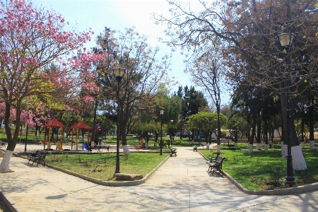 Square bolivia tarija tree Photo