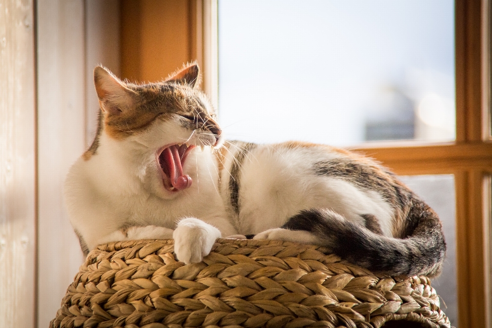 Cat facial expression small to medium sized cats whiskers