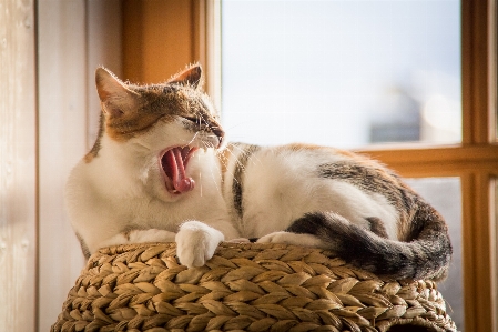 Cat facial expression small to medium sized cats whiskers Photo