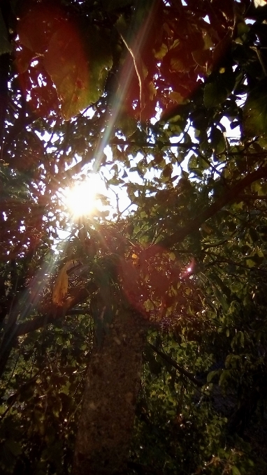 Sunset nature leaf tree