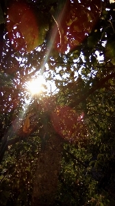 Sunset nature leaf tree Photo