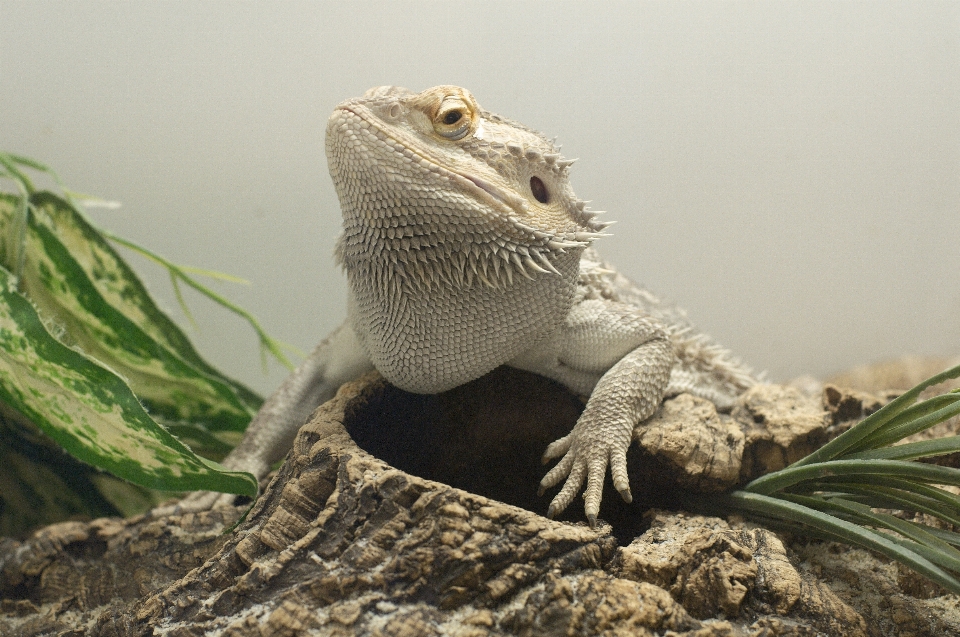 Lagarto reptil escamado
 fauna