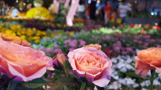 Flower flowering plant julia child rose garden roses Photo