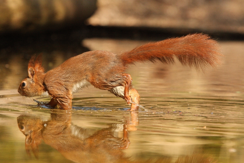 Squirrel wildlife fauna mammal