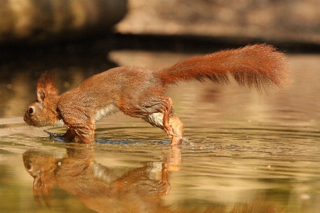 松鼠 野生动物 fauna 哺乳动物 照片