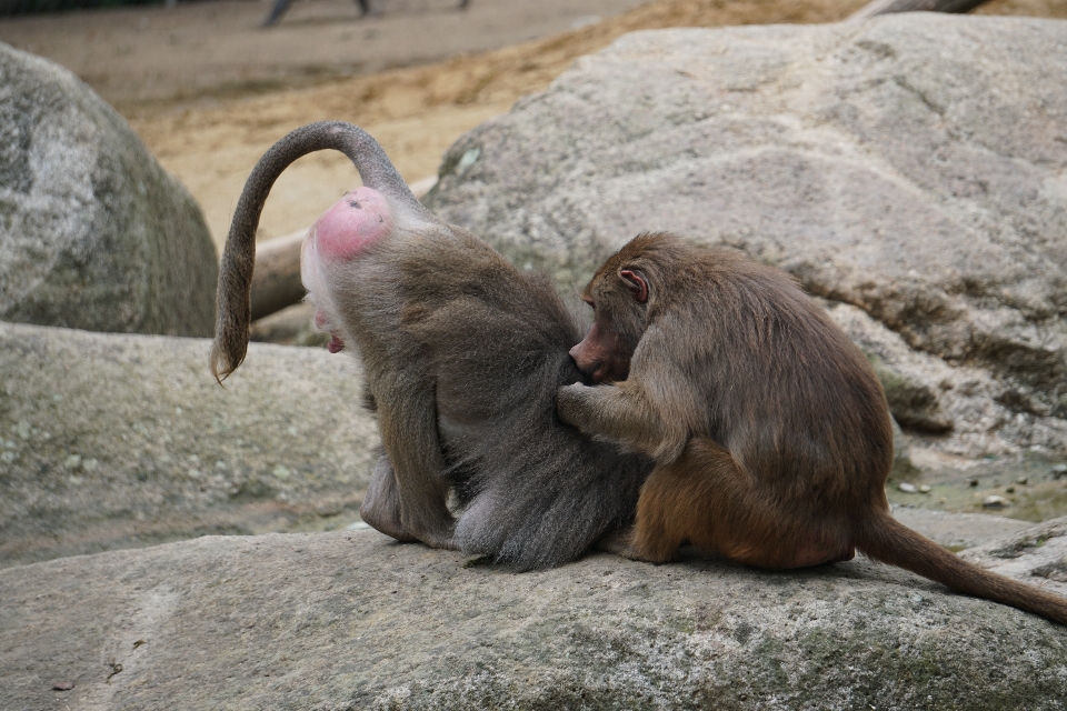 Baboon zoo augsburg bavaria