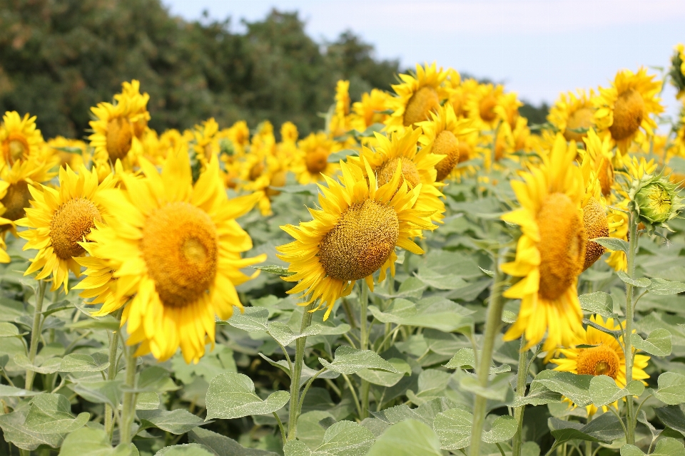 Bunga matahari ladang matahari
 flora bidang