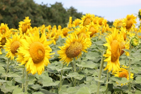 Sunflower field flora Photo