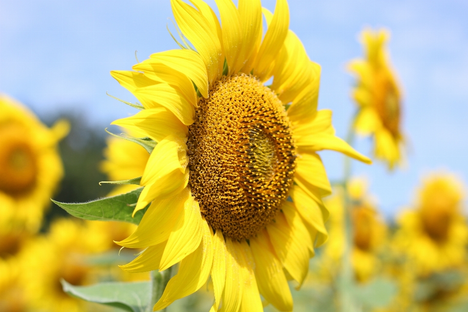 Girasol campo de girasoles
 flora