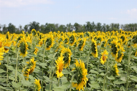 Sunflower field flora Photo