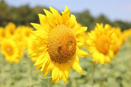 Foto Bunga matahari ladang matahari
 flora bidang