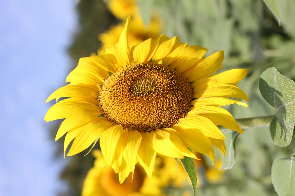 Sunflower field flora