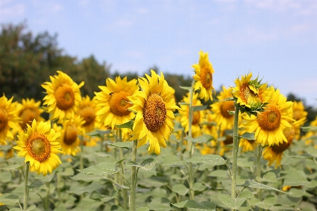 Sunflower field flora Photo