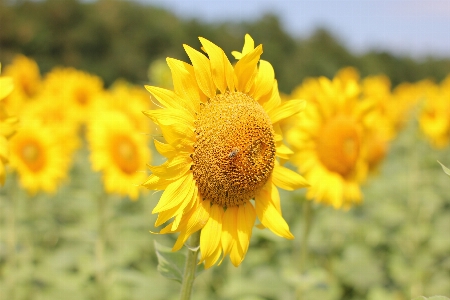 Sunflower field flora Photo