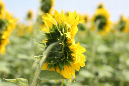 Sunflower field flora Photo