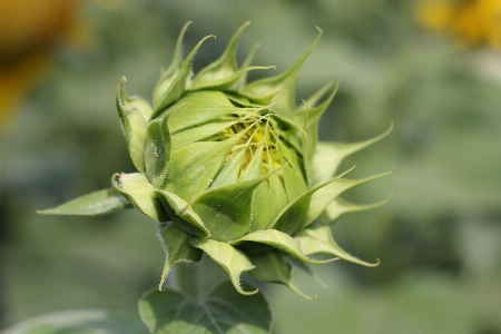 Sunflower field flora Photo