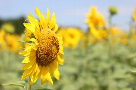 Sunflower field flora Photo