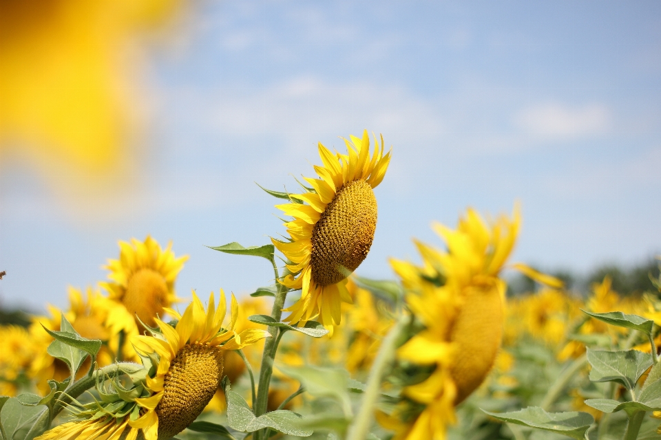 Sonnenblume sonnenblumenfeld
 flora feld