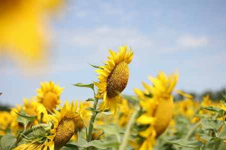 Sunflower field flora Photo