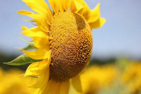 Sunflower field flora Photo