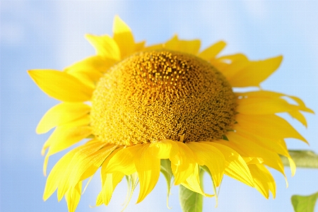 Sunflower field flora Photo