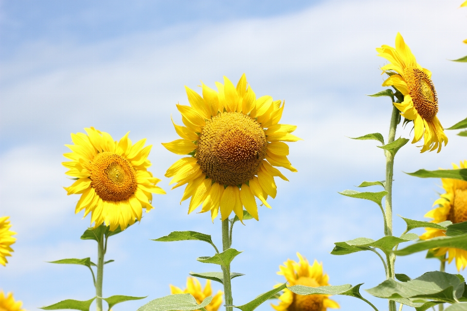 Sunflower field flora