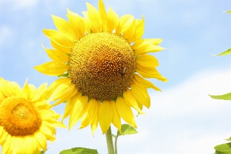 Foto Bunga matahari ladang matahari
 flora bidang