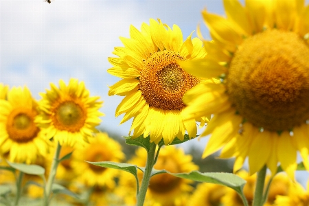 Foto Bunga matahari ladang matahari
 flora bidang