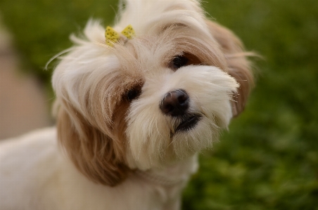 Female dog breed like mammal Photo