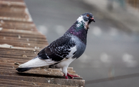 写真 動物 街 鳩 写真