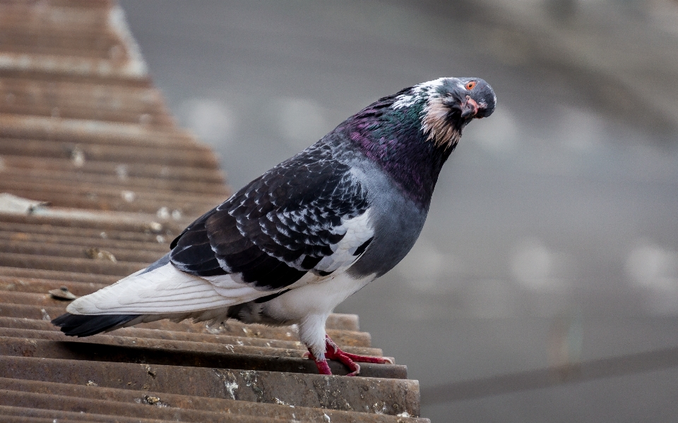 写真 動物 街 鳩