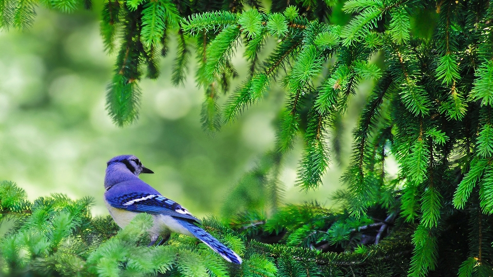 Ghiandaia blu
 ramo albero natura