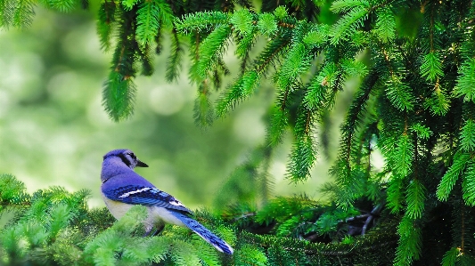 Blue jay branch tree nature Photo