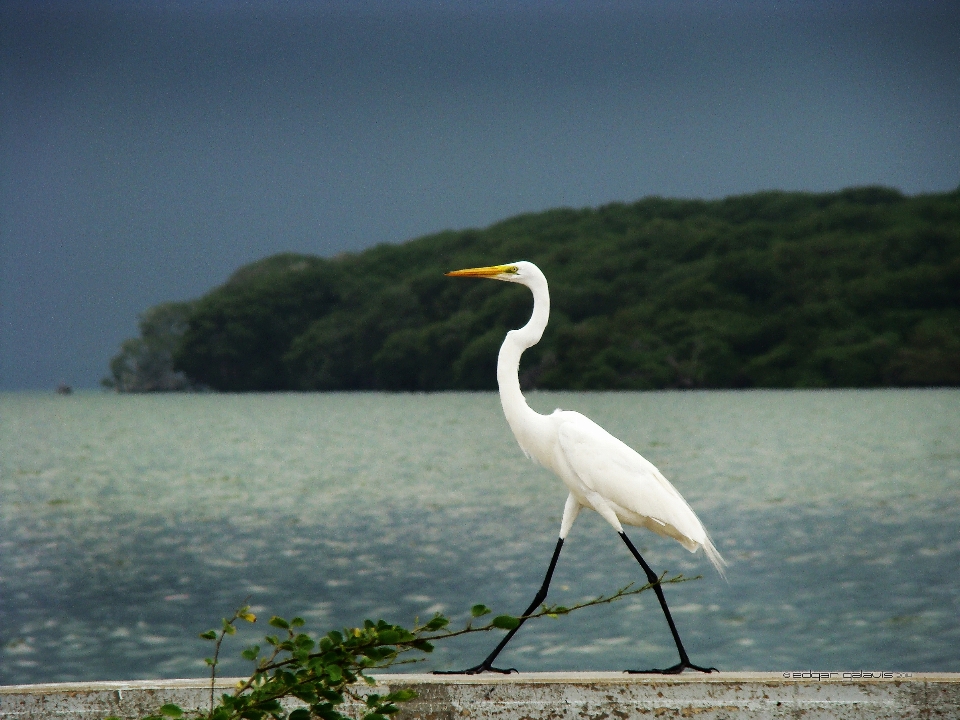 Garza
 pájaro lago naturaleza