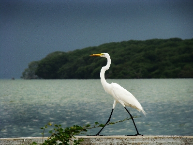 Foto Bangau
 burung danau alam