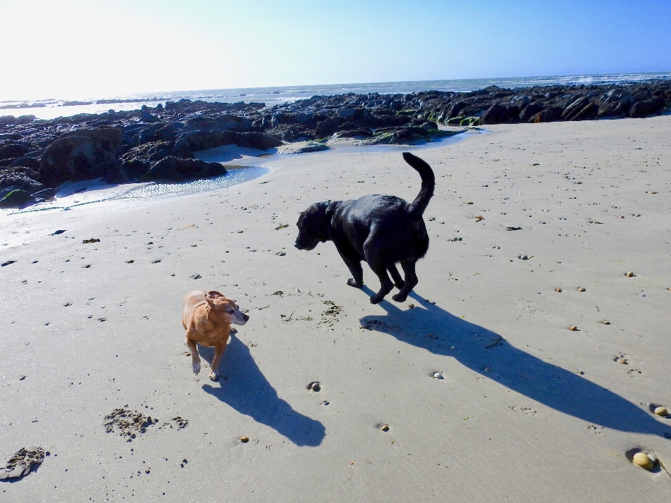 Perro como mamífero
 arena playa