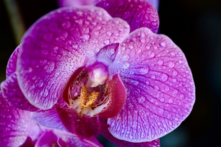 Flower violet flora purple Photo