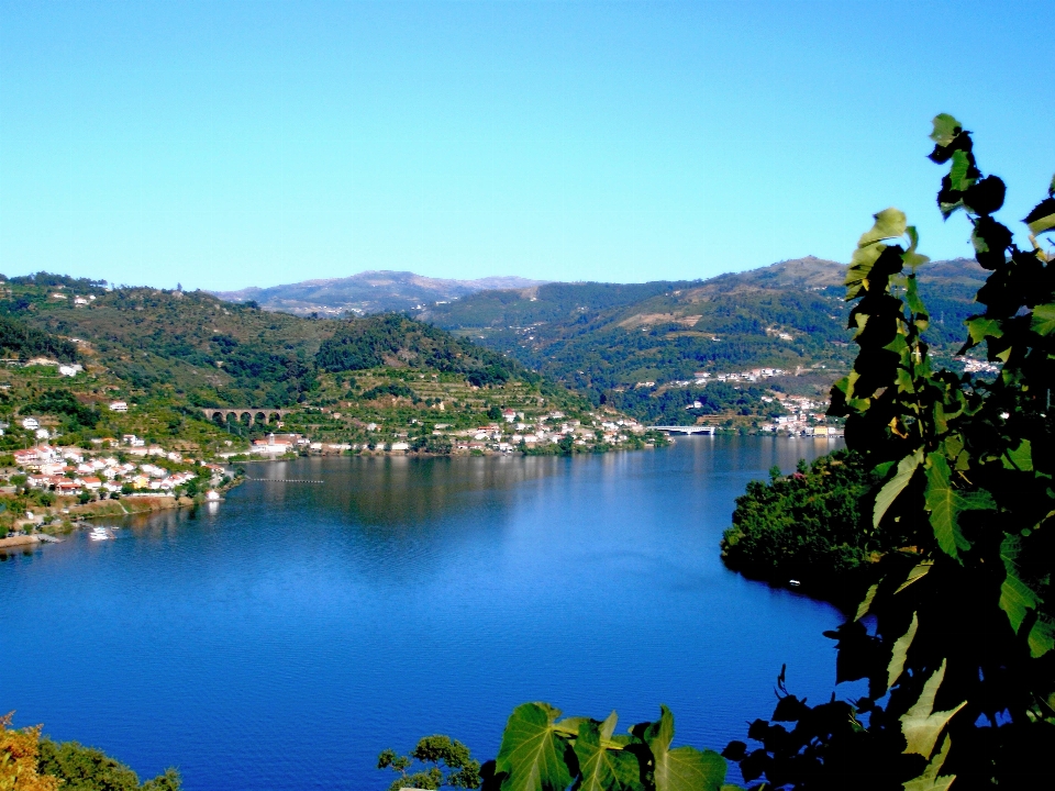 árbol naturaleza agua cielo