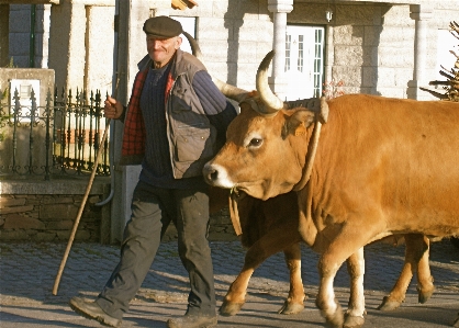 Foto Natura bestiame come mammifero
 bue corno