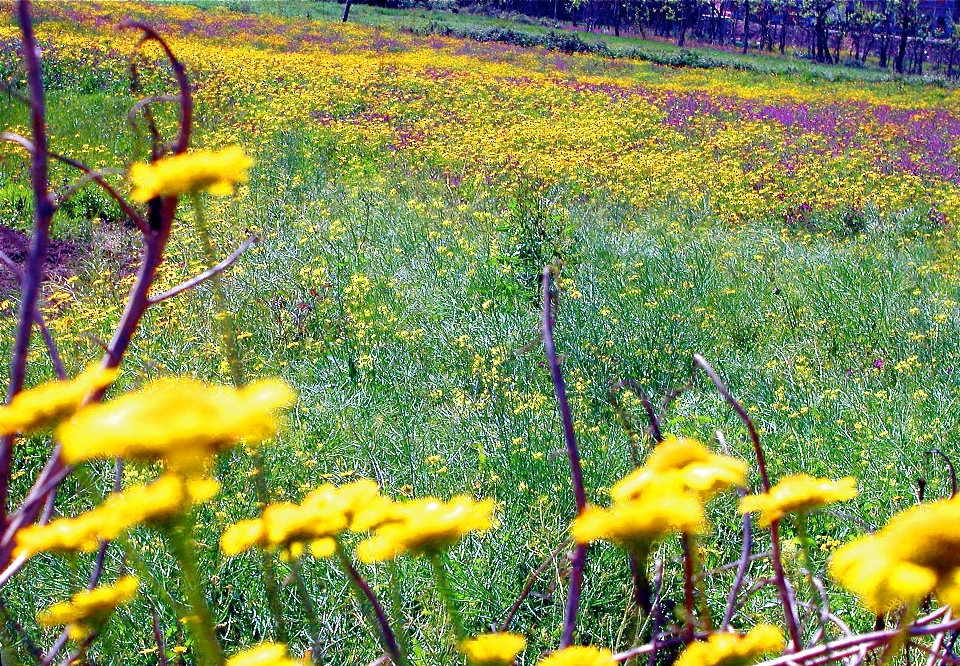 Nature yellow wildflower flower