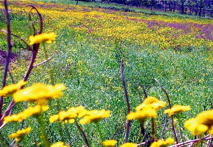 Doğa sarı yabani çiçek
 çiçek Fotoğraf