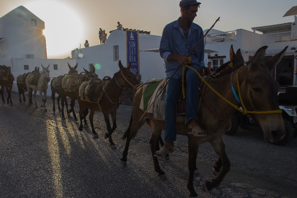 Mules
 animaux taxi transport