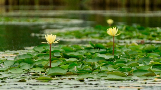 Foto Tanaman bunga alam flora