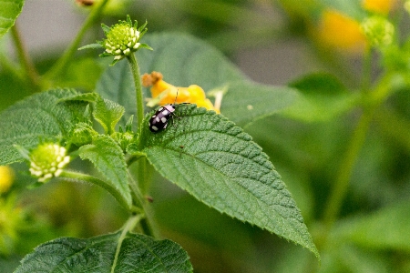 Foto Tanaman bunga alam flora